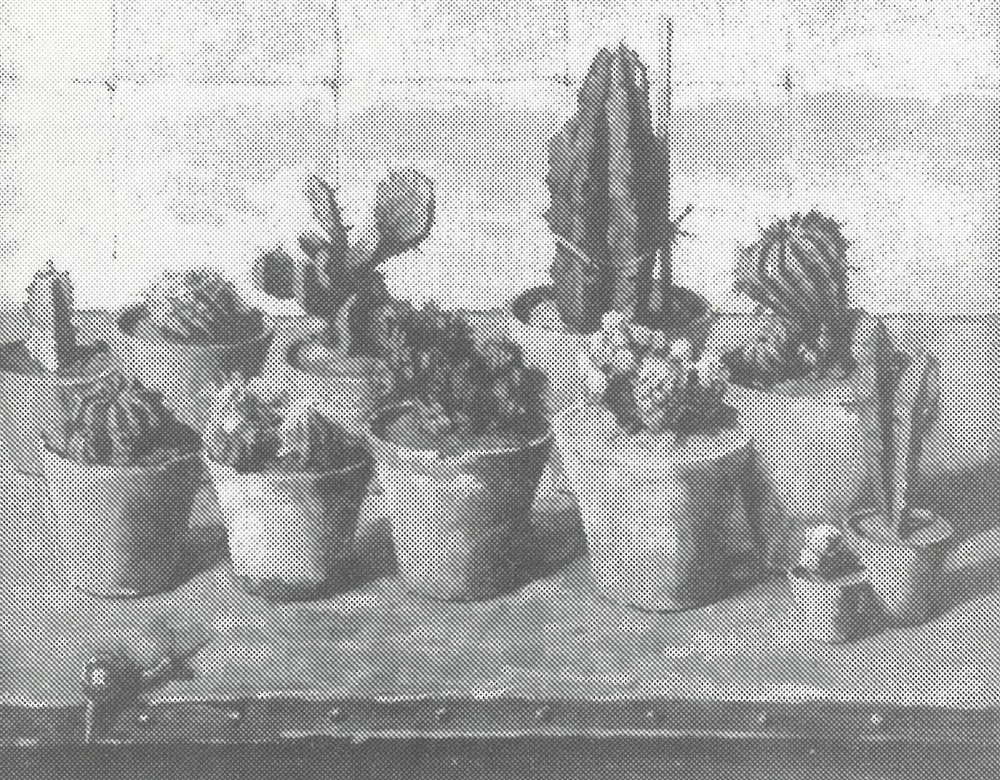 Cactussen (ca. 1920-1925) door Lucie van Dam van Isselt