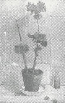 Geranium (1917-1918) door Lucie van Dam van Isselt